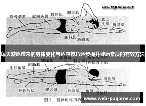 每天游泳带来的身体变化与适应技巧逐步提升健康素质的有效方法